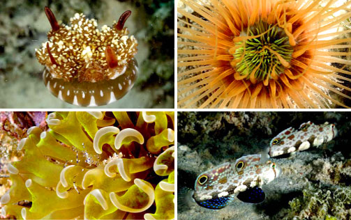 Clockwise from Top Left: A kind of jellyfish; tube anemone: a bottom dwelling solitary animal related to black coral; crab eye gobi; and shrimp species “Periclimenes Holthuisi”: this transparent shrimp co-exists symbiotically with the soft coral host.
