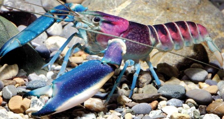 lobster