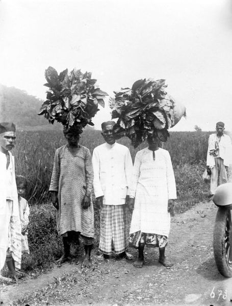 455px-collectie_tropenmuseum_mannen_dragen_geoogste_arabica_koffiebladeren_voor_de_bereiding_van_kopi_daoen_op_het_hoofd_aan_sumatras_westkust_tmnr_10012121
