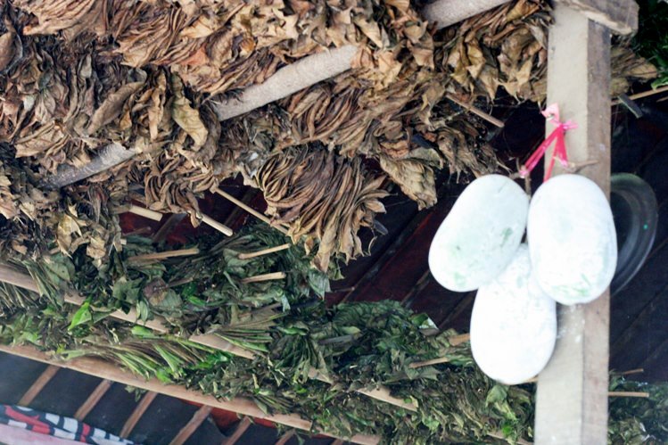daun-daun-kopi-dalam-proses-pengeringan
