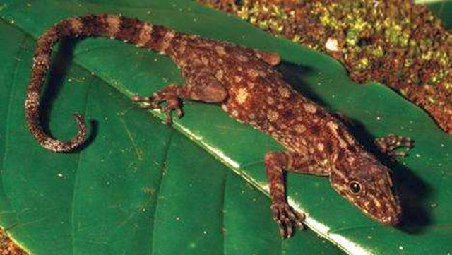 Cnemaspis Rajabasa