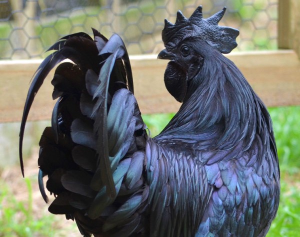 Ayam Cemani