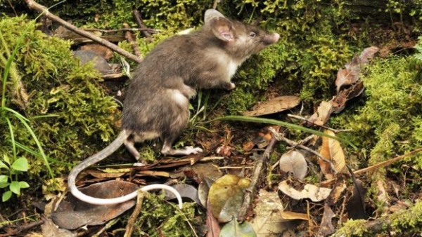 Tikus hidung Babi