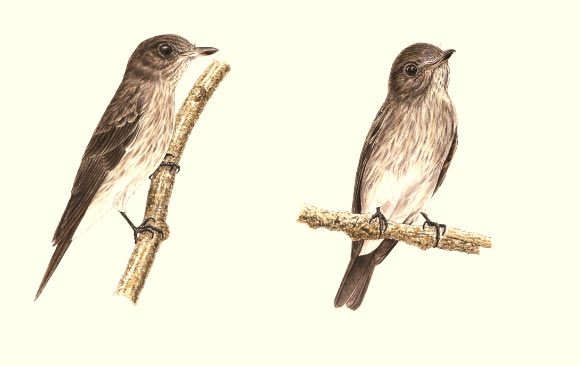 Sikatan Sulawesi, Muscicapa sodhii (Gambar: Teo Nam Siang)