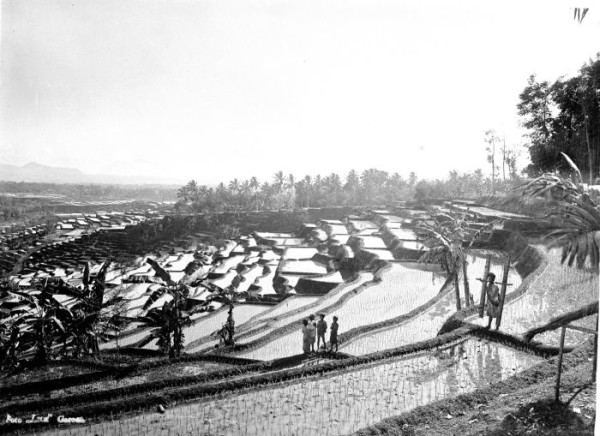 Sawahgezicht in de buurt van het Sanatorium van Garoet (Foto: Thilly Weissenborn / Tropenmuseum)