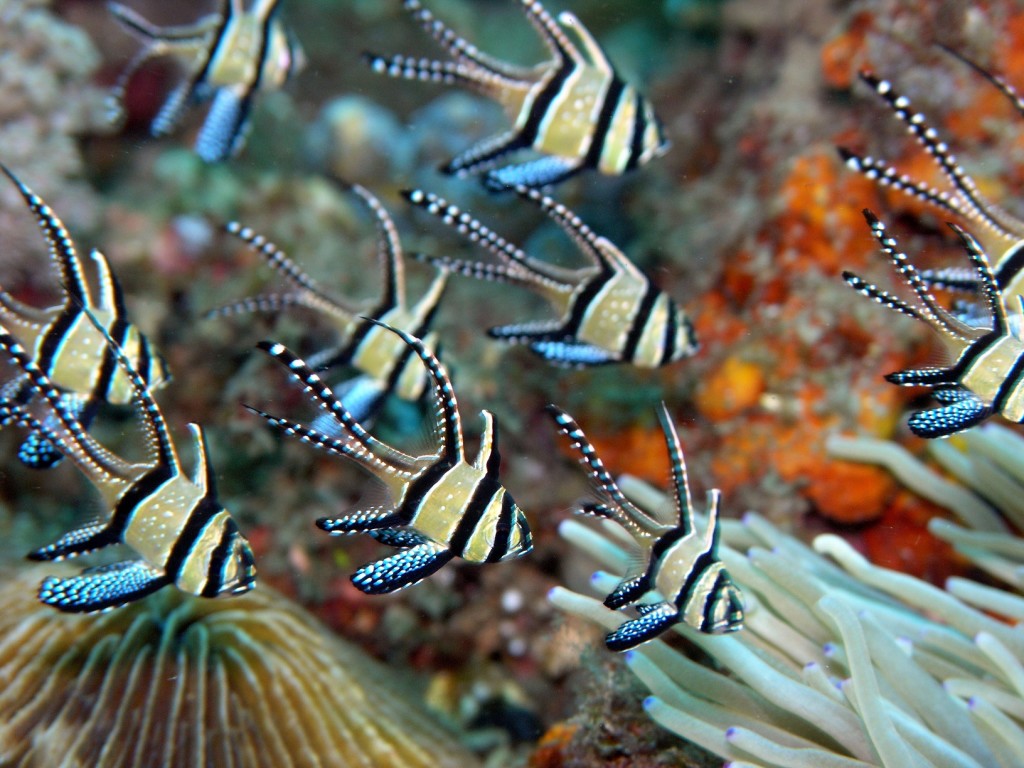 Ikan Banggai Cardinal, Pterapogon Kauderni. (Foto: Jens Petersen)