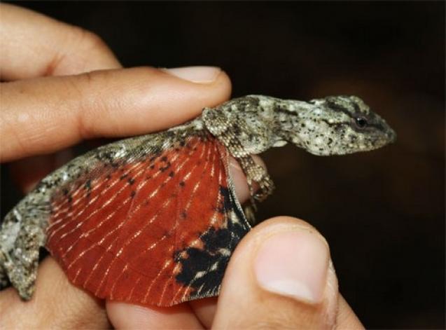 flying-tiny-dragon-lizard-2