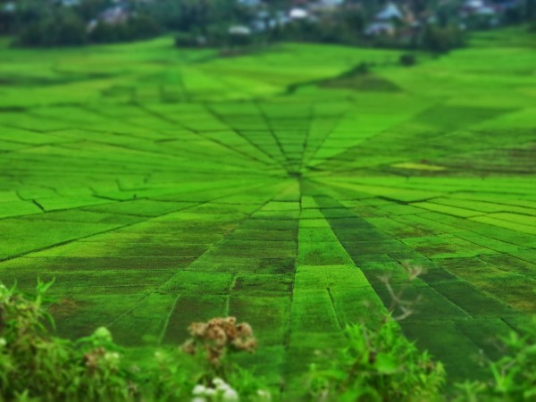 Sawah Lingko (Foto: Nur Chalimah)