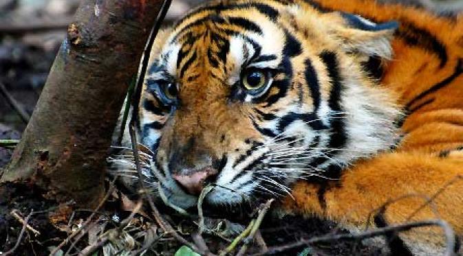 harimau sumatera