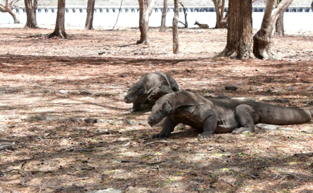 komodo