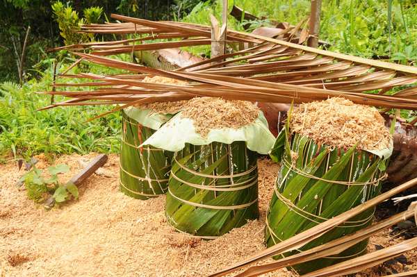 Pohon Rumbia yang telah ditebang dan diserut sebelum diolah menjadi tepung sagu