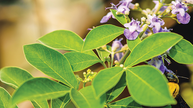 Daun Lawarni atau daun Legundi yang biasa digunakan untuk ritual songkabal |Greeners.co