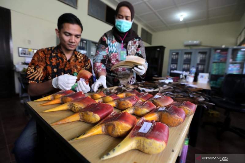 Petugas Balai Konservasi Sumber Daya Alam (BKSDA) Aceh melakukan identifikasi lanjutan dan perawatan barang bukti rampasan negara berupa cula rangkong gading (Rhinoplax vigil) di Banda Aceh, Aceh, Jumat (26/7/2019). Foto: Antara/Irwansyah Putra