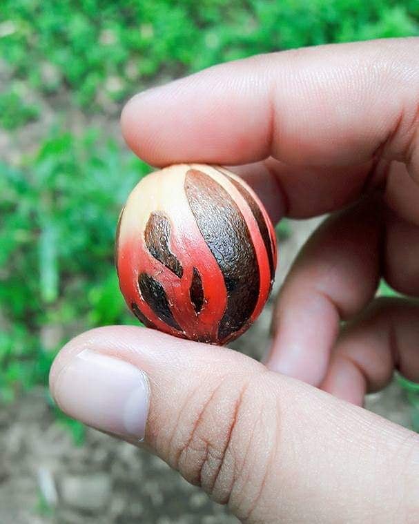 Pala A (Premium) atau istilah Internasionalnya Siau Nutmeg | Foto: instagram/agatha_1909