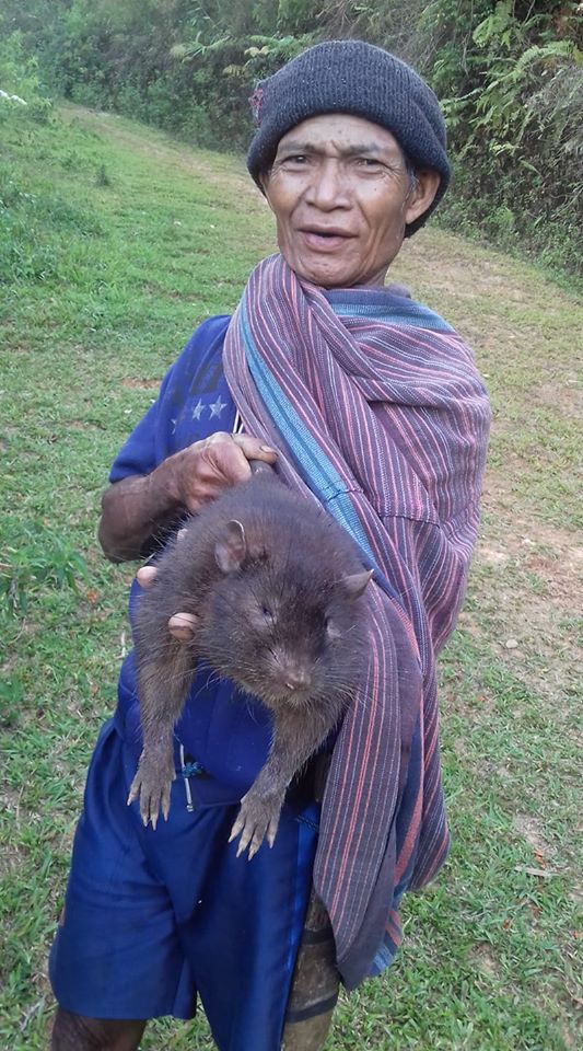 tikus raksasa flores
