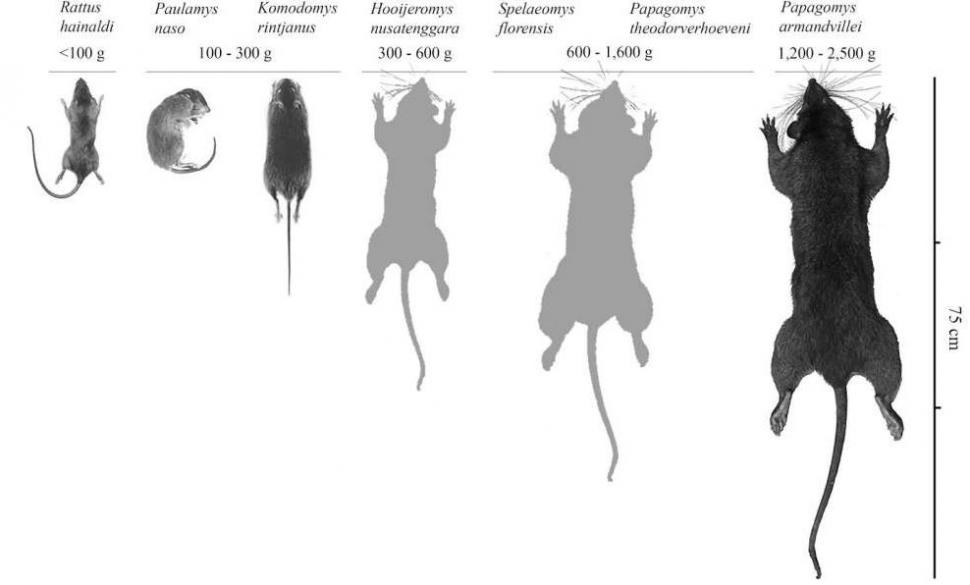 tikus raksasa flores