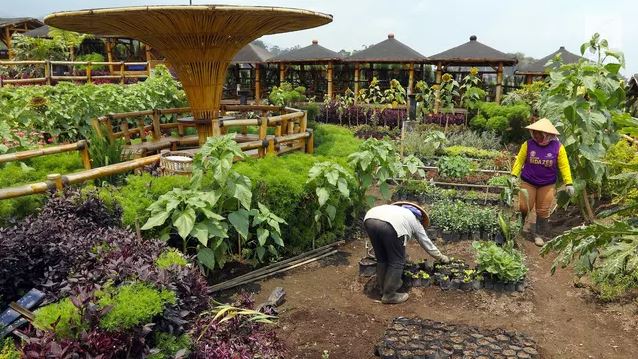 Petani menyiapkan bibit sayur yang dikelola BUMDes Pujon Kidul di Pujon, Malang. Foto: Liputan6.com/Johan Tallo