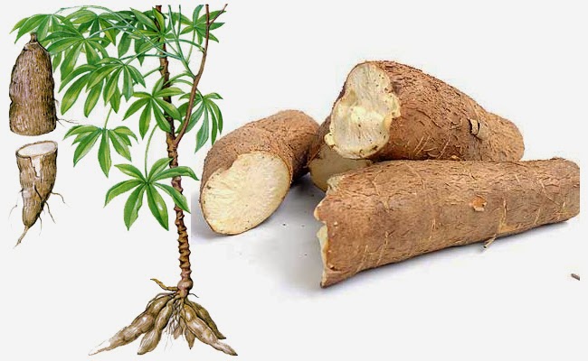 Singkong