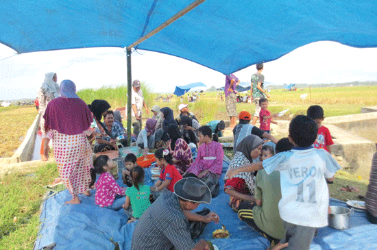 Kegiatan Murok Jerami di tengah-tengah persawahan.