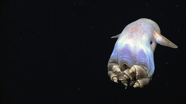 Gurita Dumbo. Foto: BBC/NOAA Ocean Exploration & Research Gurita Dumbo. Foto: BBC/NOAA Ocean Exploration & Research