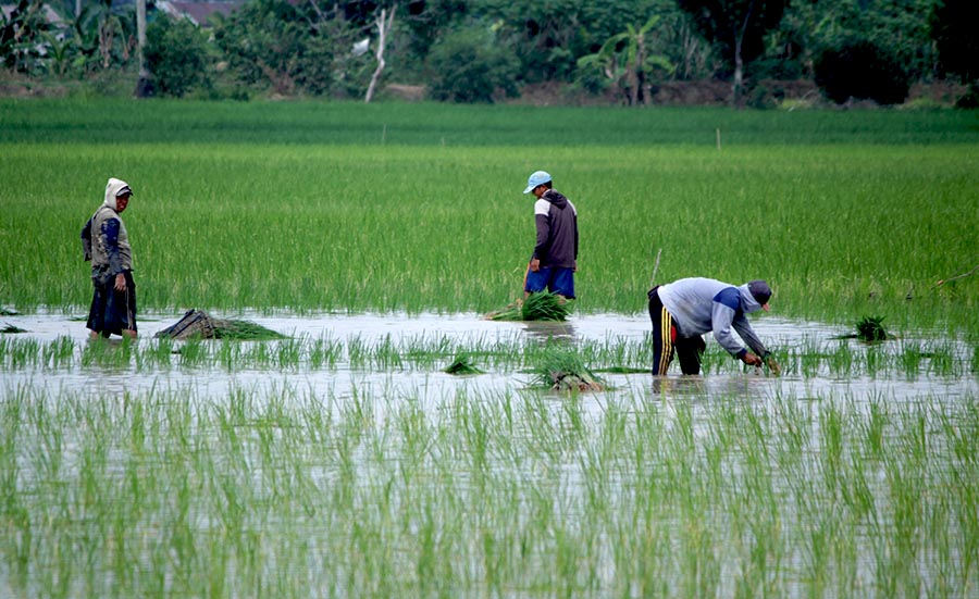 Desa Gelebak Dalam, Kecamatan Rambutan, Kabupaten Banyuasin, Sumsel, sudah mandiri pangan tapi krisis petani muda dari generasi milenial. Foto: Ikral Sawabi/Mongabay Indonesia
