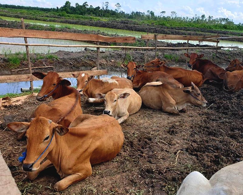 Desa Gelebak Dalam, Kecamatan Rambutan, Kabupaten Banyuasin, Sumsel, sudah mandiri pangan tapi krisis petani muda dari generasi milenial. Foto: Ikral Sawabi/Mongabay Indonesia