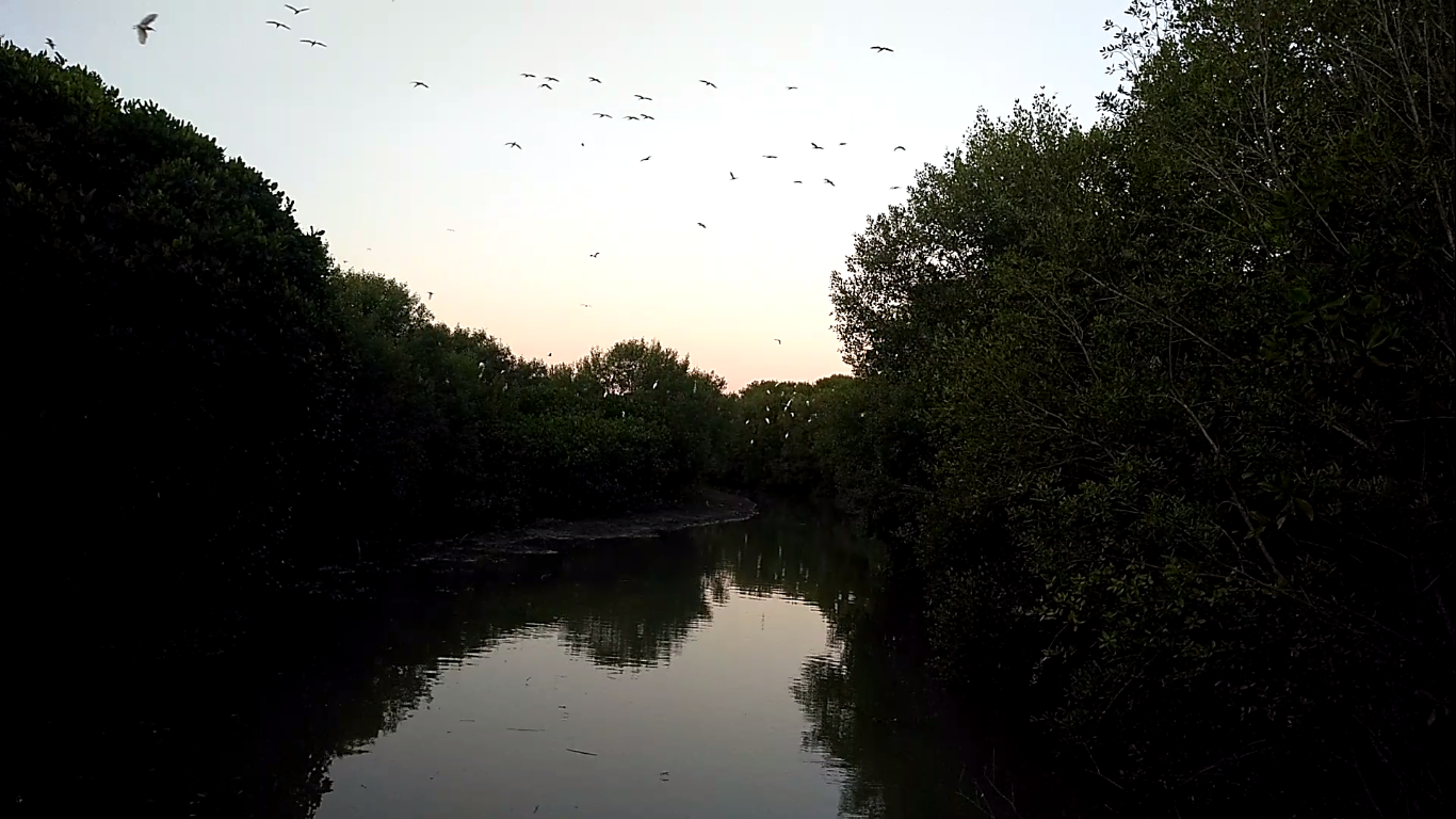 Menikmati burung-burung yang berterbangan diantara pohon mangrove | Foto: Dok.pribadi