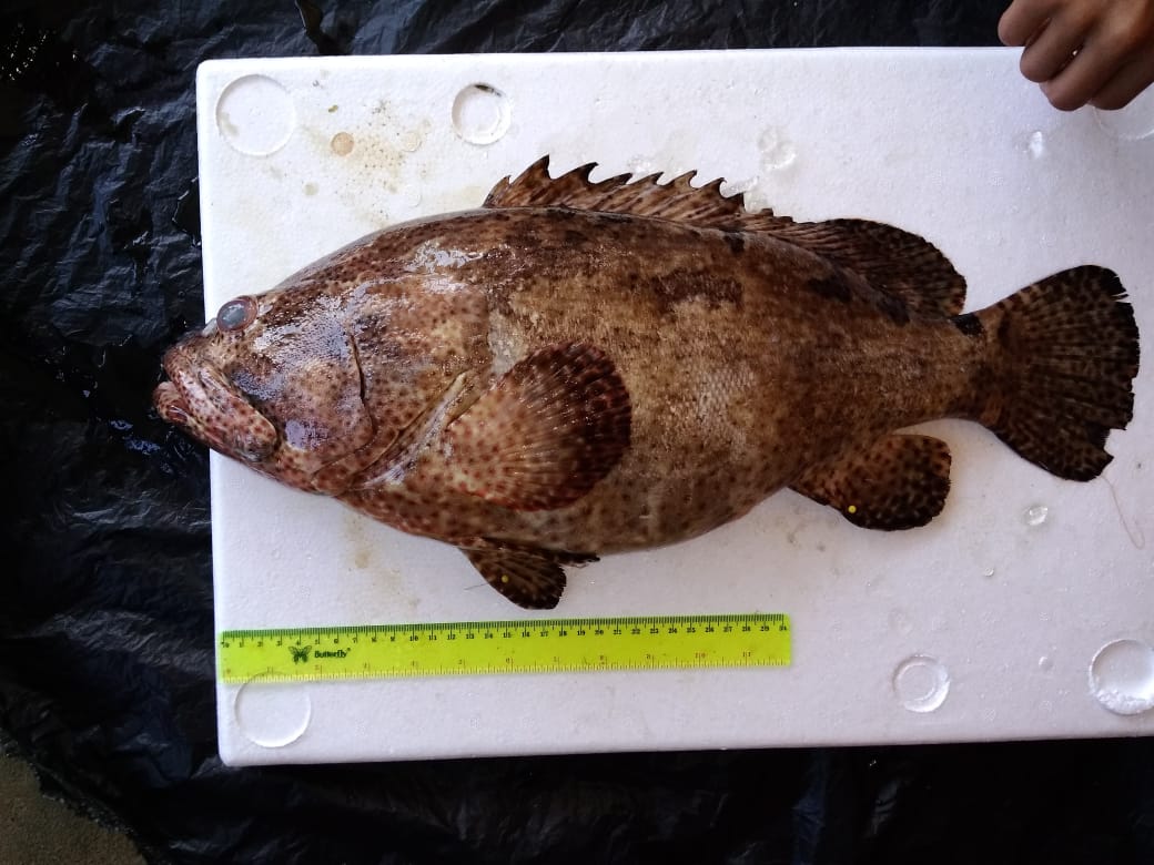 Ikan kerapu yang dibeli dari pasar Ikan Muara Angke | Foto: Dok. Pribadi