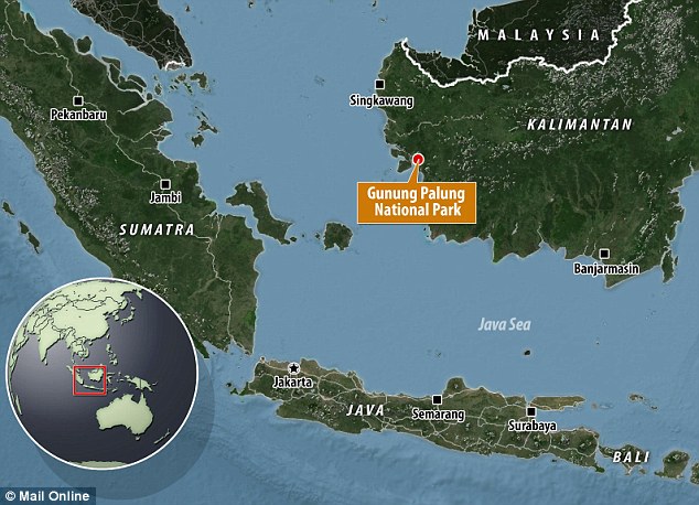 lokasi tupai vampir