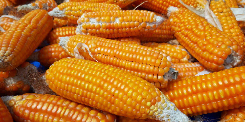 jagung