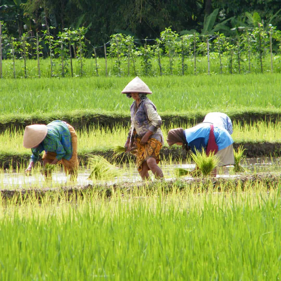 petani