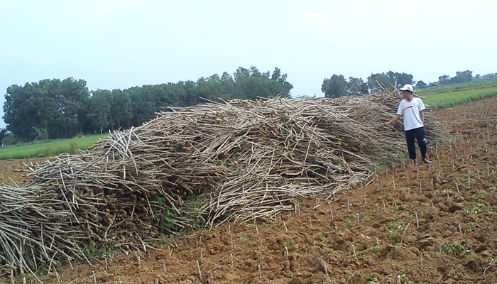 Ladang Tebu Ladang Tebu