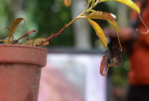 Inilah tumbuhan Kantong Semar endemik yang diberi nama Nepentes Pitopangi yang hanya ada di sekitar Telaga Tambing. (Foto: bmzIMAGES/Basri Marzuki)