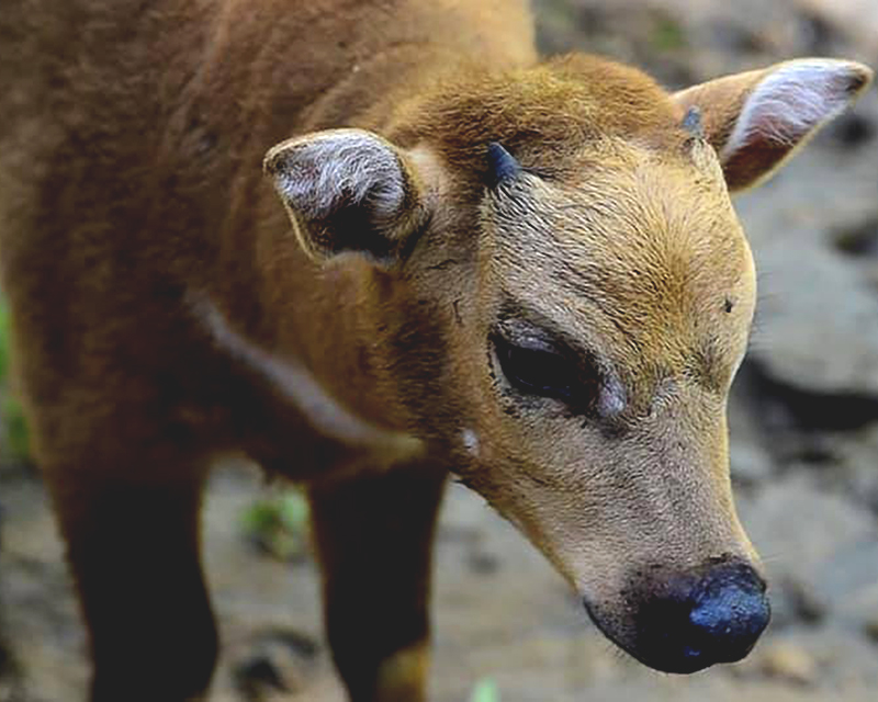 Anara, anoa [Bubalus depressicornis] yang lahir alami di Anoa Breeding Centre [ABC], Balai Penelitian dan Pengembangan LHK [BP2LHK] Manado, pada 8 November 2017. Foto: Dok. Anoa Breeding Centre Manado/KLHK