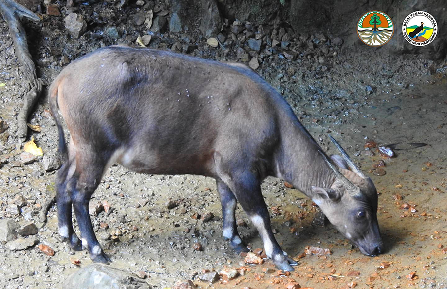 Anoa dataran rendah sang penjelajah hutan. Foto: Dok. Balai Taman Nasional Bogani Nani Wartabone