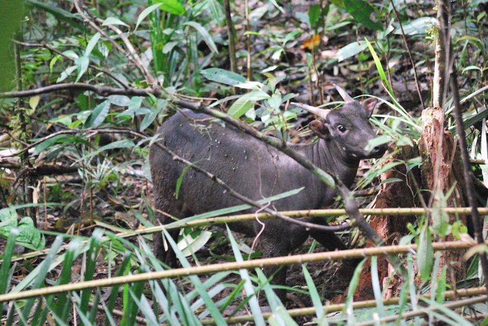Anoa dataran rendah. Foto: Dok. Balai Taman Nasional Bogani Nani Wartabone