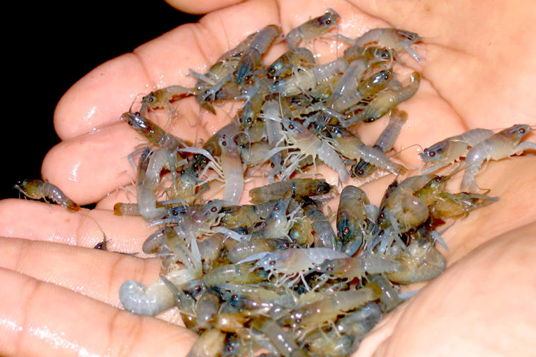Benih Lobster Indonesia