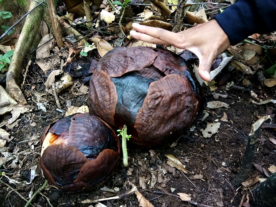 Bonggol atau calon bunga Rafflesia arnoldii ini terpantau di wilayah Sukaraja, Lampung. Rafflesia arnoldii merupakan puspa kebanggaan Indonesia. Foto: Rahmadi Rahmad/Mongabay Indonesia