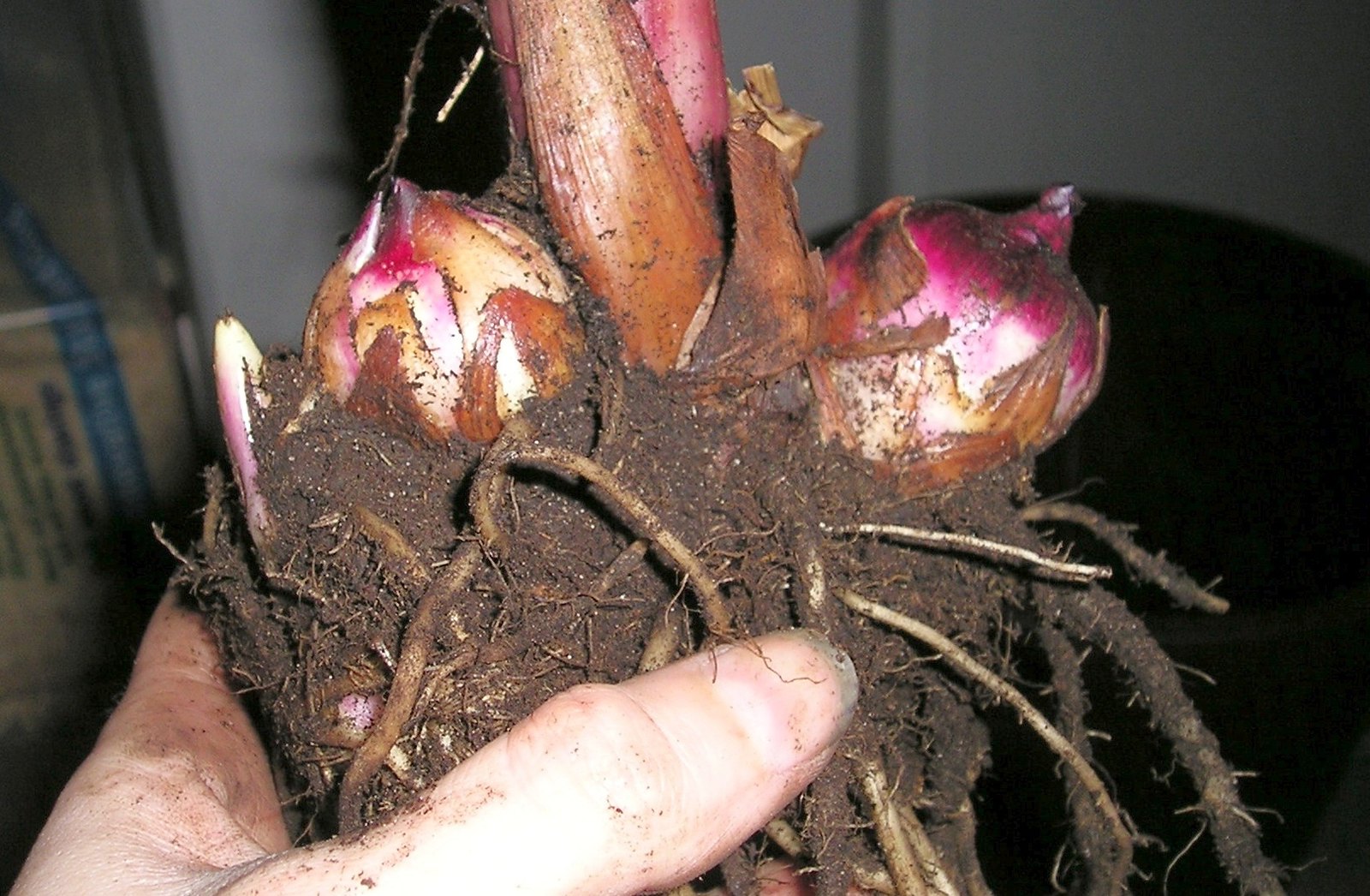 Umbi Canna indica | Foto: Blumenrohr / Flicker.com