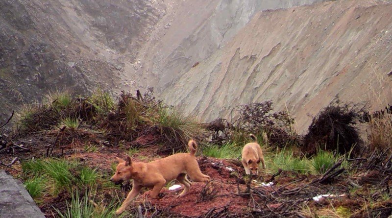 Dingo