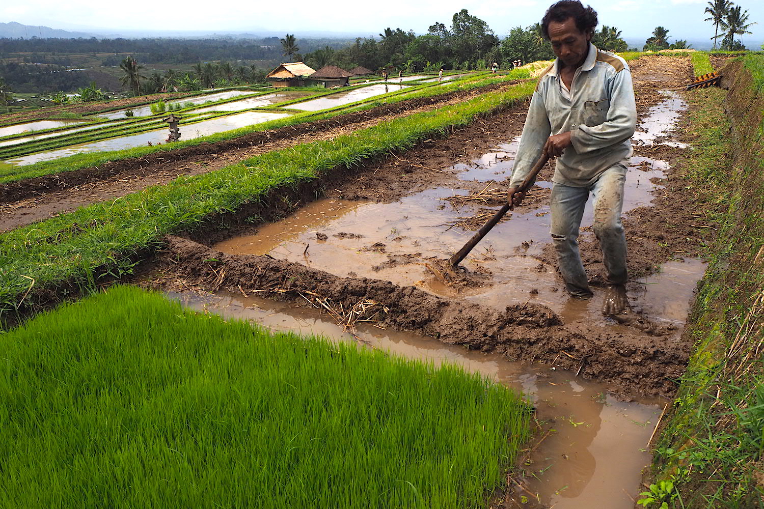 Subak di Bali menghadapi banyak ancaman termasuk alih fungsi lahan dan rusaknya saluran irigasi. Foto: Anton Muhajir