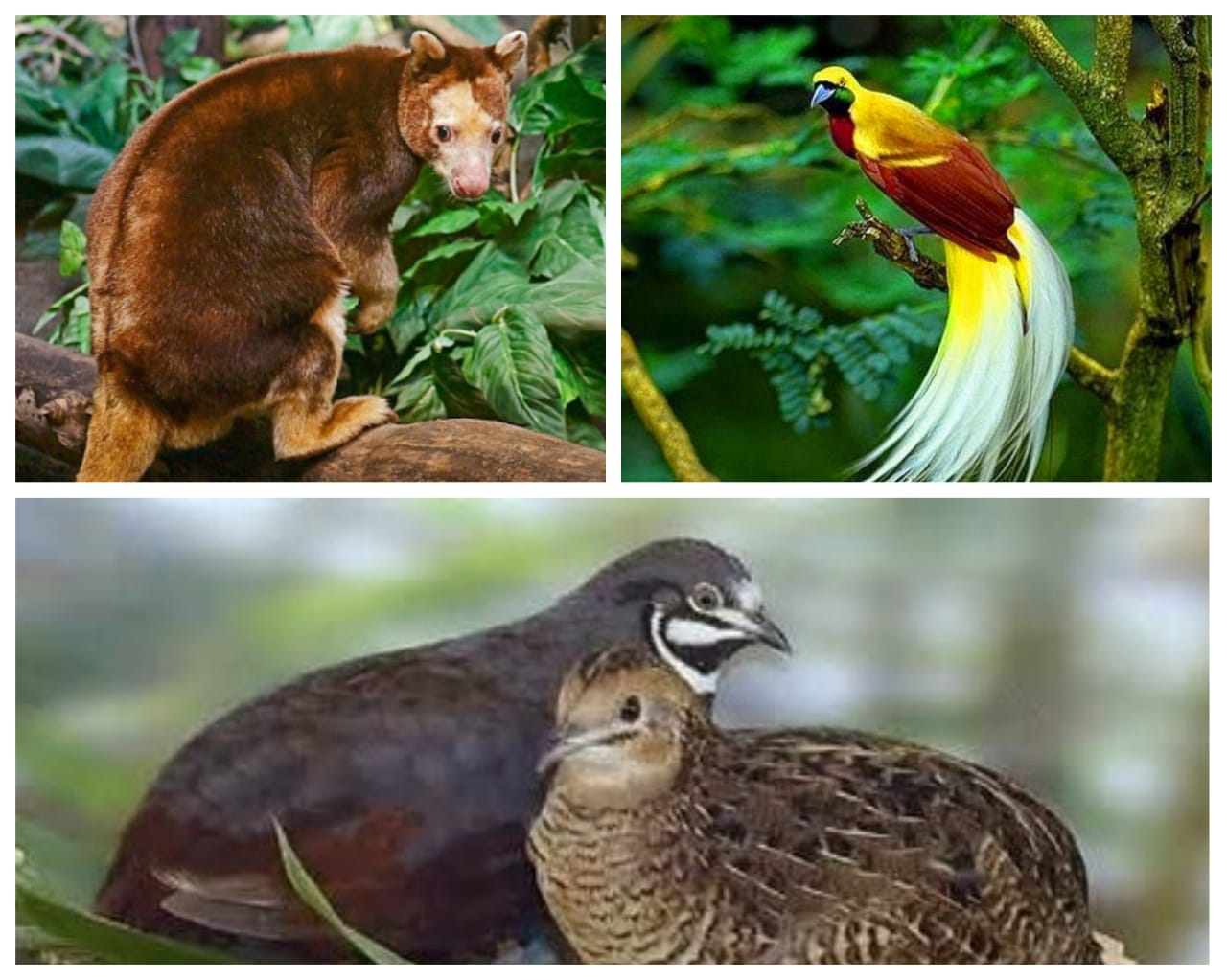 satwa langka Papua