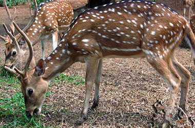 Potret rusa totol di Istana Bogor | Foto: ragunanzoo.jakarta.go.id