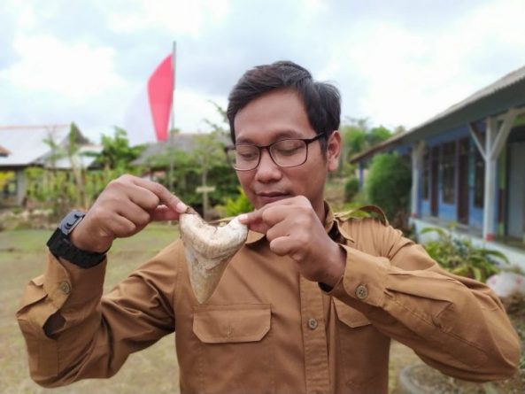 Gigi Megalodon di Pangandaran