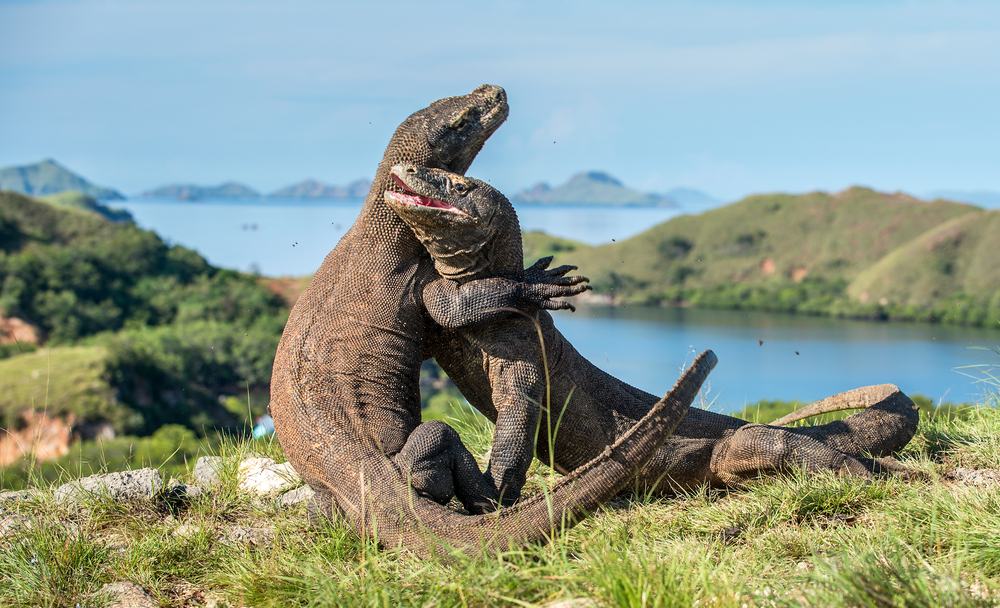 Pulau Komodo