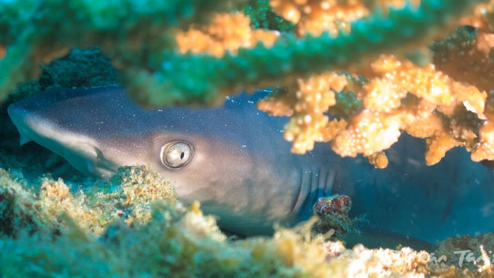 Gili Shark Conservation