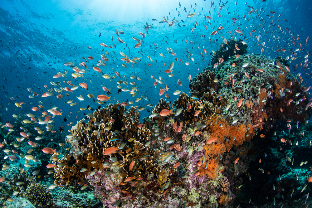Biota laut TWAL Teluk Maumere