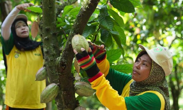 Petani Kakao | Foto: Ist/Highlight.id