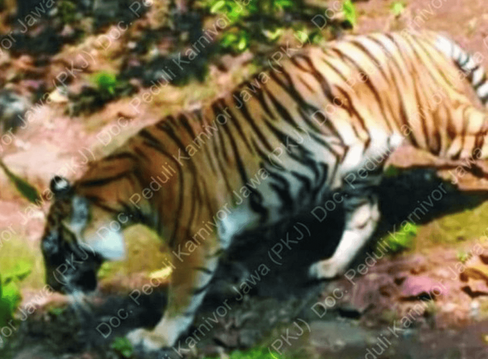 Harimau Jawa Masih Hidup