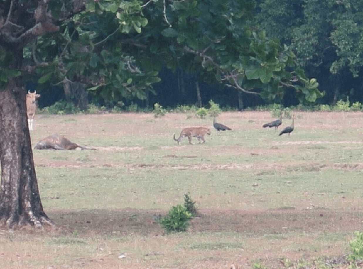 Foto Harimau Jawa